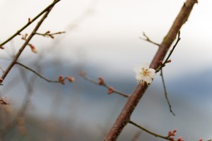 Plum Blossoms, you just can't get enough of all these