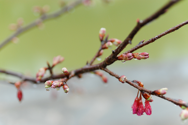 Plum Blossoms